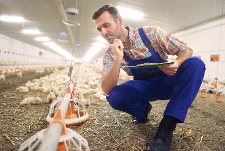 How to Succeed in the Poultry Business in 2025