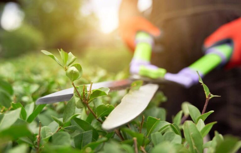 Creating Perfect Garden Edges with the Right Outdoor Tools