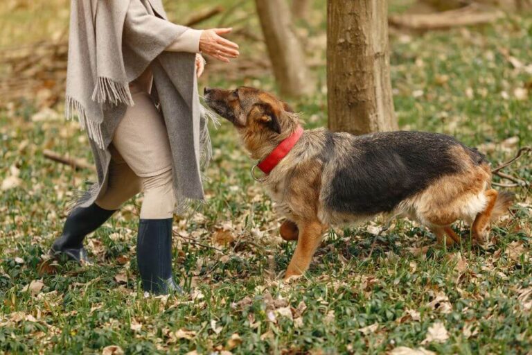 How Are Dog Bite Cases Handled in Salt Lake City Courts